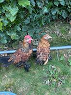 Koppeltje sabelpootkrielen, Dieren en Toebehoren, Pluimvee, Meerdere dieren, Kip