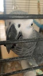 Perroquet gris du Gabon avec tous c’est papiers sexage cites, Animaux & Accessoires, Oiseaux | Perruches & Perroquets, Perroquet
