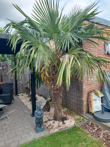 Winterharde palmboom beschikbaar voor biedingen