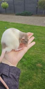 tamme rat, Dieren en Toebehoren, Mannelijk, Rat, Tam