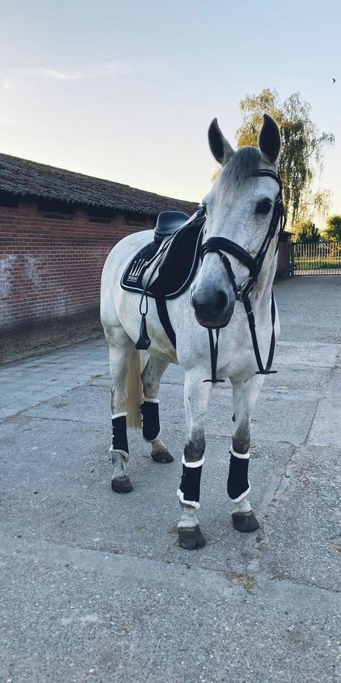 Bijrijder gezocht | Halve stal aangeboden, Dieren en Toebehoren, Stalling en Weidegang, 1 paard of pony