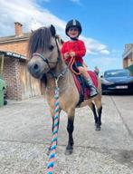 Amerikaans miniatuurpaardje, Dieren en Toebehoren, Pony's, A pony (tot 1.17m), 11 jaar of ouder, Tuigpony, Gechipt
