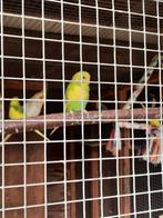 Jonge grasparkietjes te koop, Dieren en Toebehoren, Vogels | Parkieten en Papegaaien, Meerdere dieren, Parkiet