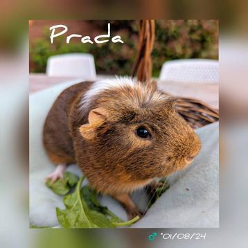 Schattig cavia beertje - Prada - adoptie  beschikbaar voor biedingen