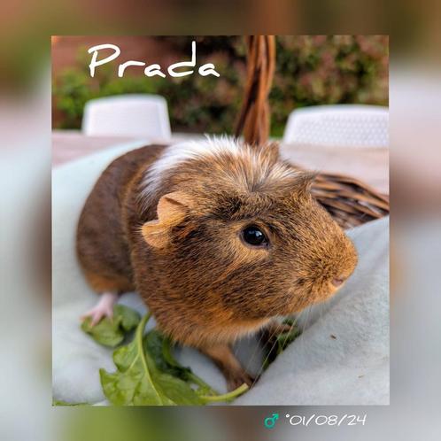 Schattig cavia beertje - Prada - adoptie, Dieren en Toebehoren, Knaagdieren, Mannelijk, Cavia, Tam