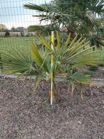 trachycarpus fortunei winterharde palmboom, Tuin en Terras, Ophalen