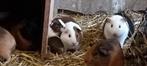 Cobayes, Dieren en Toebehoren, Knaagdieren, Oktober, Cavia, Tam