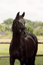For ferrero merrie, Dieren en Toebehoren, Paarden, Merrie, B, Gechipt, Dressuurpaard