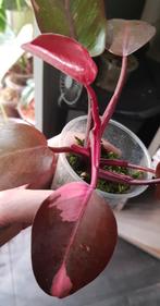 Philodendron Persimmon princess, Ophalen of Verzenden