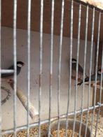 3 rijstvinken padda alle 3 te zamen voor 20euro, Dieren en Toebehoren, Vogels | Overige Vogels