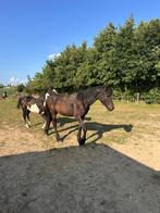 Fries merrie veulen te koop, Dieren en Toebehoren, Paarden, Merrie, Gechipt, 0 tot 2 jaar