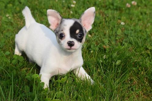 Chihuahua pup mini pups beschikbaar, Dieren en Toebehoren, Honden | Chihuahua's en Gezelschapshonden, Meerdere dieren, Chihuahua