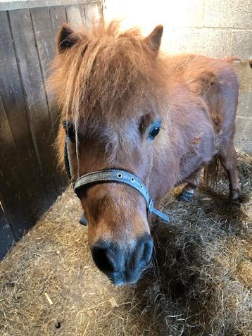 Shetlander ruin te koop, Dieren en Toebehoren, Pony's, Ruin