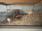 Gerbil+kooi, Januari, Vrouwelijk