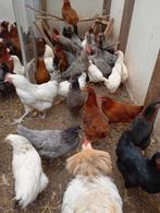 Jonge legkippen, Ophalen of Verzenden