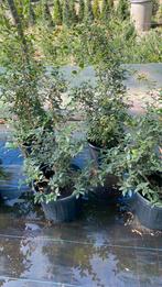 Osmanthus 60 cm, Ophalen