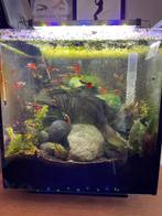 Guppy, Dieren en Toebehoren, Vis, Zoetwatervis