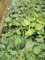 Hosta's staan allemaal terug op pot, Tuin en Terras, Planten | Tuinplanten, Ophalen, Bodembedekkers, Vaste plant, Halfschaduw