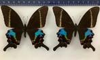 Papilio krishna, 12€/ exemplaar, Enlèvement ou Envoi, Comme neuf