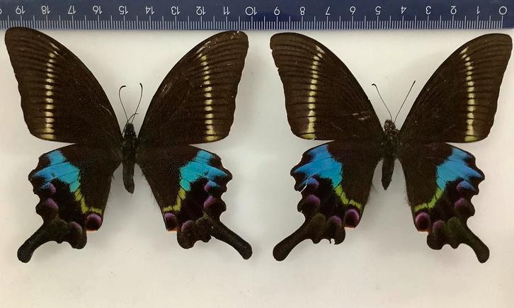 Papilio krishna, 12€/ exemplaar, Collections, Collections Animaux, Comme neuf, Enlèvement ou Envoi