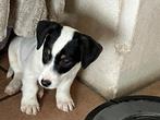 Jack russell pups, Dieren en Toebehoren, Honden | Jack Russells en Terriërs, België, Fokker | Hobbymatig, Jack Russell Terriër