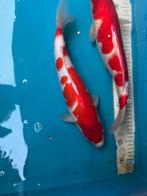 HQ Kohaku 33-38cm NOG 4 beschikbaar, Dieren en Toebehoren, Vissen | Vijvervissen, Karper of Koi