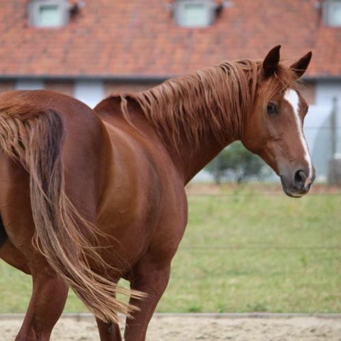 stalhulp gezocht/verzorgpaard aangeboden, Dieren en Toebehoren, Paarden, Merrie, B, 160 tot 165 cm, 11 jaar of ouder, Dressuurpaard
