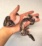 Python regius - koningspythons GROTE LIJST