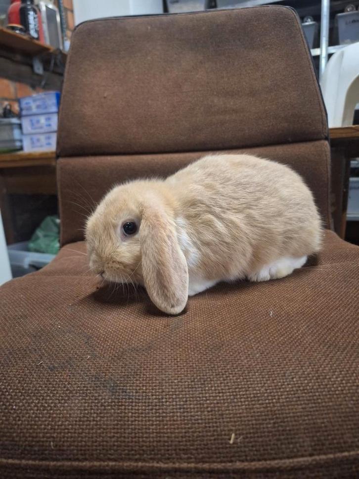Hangoordwerg rammetje (nhd), Dieren en Toebehoren, Konijnen, Dwerg, Mannelijk, 0 tot 2 jaar, Hangoor
