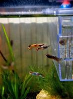 Endler guppy's, Dieren en Toebehoren, Vissen | Aquariumvissen