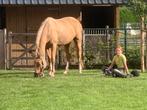 Drachtige top  d pony ! Unieke verschijning!, Dieren en Toebehoren, Pony's, ZZ