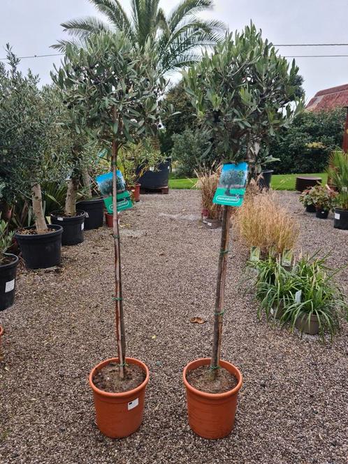 Olijfboom Olea Europaea, Jardin & Terrasse, Plantes | Arbres, Olivier, Enlèvement