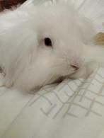 prachtig teddy widder x  nhd  11 weken ram, Dieren en Toebehoren, Klein, Hangoor, 0 tot 2 jaar