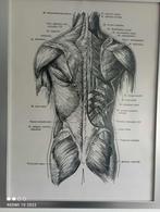 cadre médical système musculaire, Divers, Enlèvement ou Envoi, Neuf