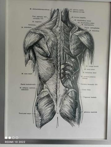 cadre médical système musculaire