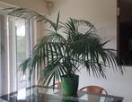 15 jarige goudpalm (Areca palm) in blakende gezondheid, Huis en Inrichting, Kamerplanten, Ophalen, Volledige schaduw, 100 tot 150 cm
