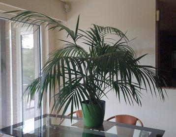 15 jarige goudpalm (Areca palm) in blakende gezondheid beschikbaar voor biedingen