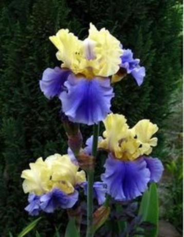Différents iris germanica