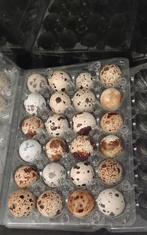 Bevruchte jumbo-kwarteleitjes, Dieren en Toebehoren, Vogels | Toebehoren, Ophalen, Nieuw, Eten en Drinken