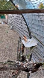 Mutatie mussen te koop, Dieren en Toebehoren