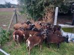 15 soay rammen