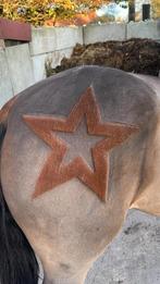 Paarden scheren regio Antwerpen (Noord)