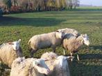 Schapen met lammeren te koop, Mouton, Plusieurs animaux, 0 à 2 ans