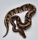 Koningspython Fire Yellow Belly 100% Het Clown Pos Het Pied, Dieren en Toebehoren, Slang, 0 tot 2 jaar, Tam