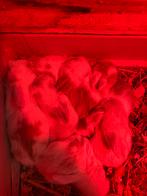 Te koop Konijnen leeuwenkop x dwergkonijn, Dieren en Toebehoren, Meerdere dieren, Klein, 0 tot 2 jaar