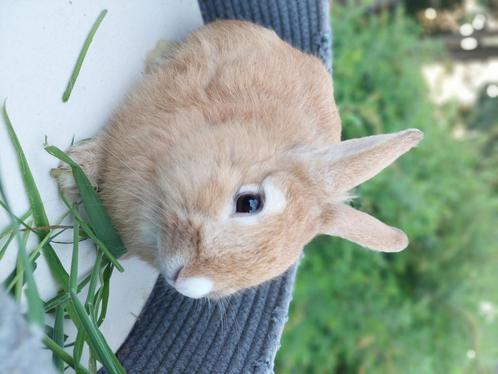 Dwergkonijntjes therapiediertjes Zorgboerderij, Dieren en Toebehoren, Konijnen, Dwerg, Mannelijk, 0 tot 2 jaar