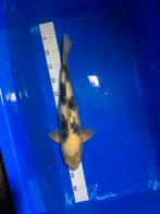 Shiro utsuri te koop, Dieren en Toebehoren, Karper of Koi