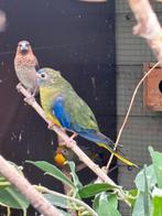 Paire de perruches turquoisines, Animaux & Accessoires, Oiseaux | Perruches & Perroquets