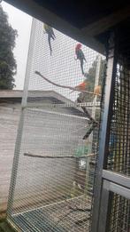 Parkieten, Dieren en Toebehoren, Parkiet