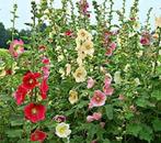 semences de rose tremiere, Ophalen of Verzenden, Voorjaar, Volle zon, Zaad